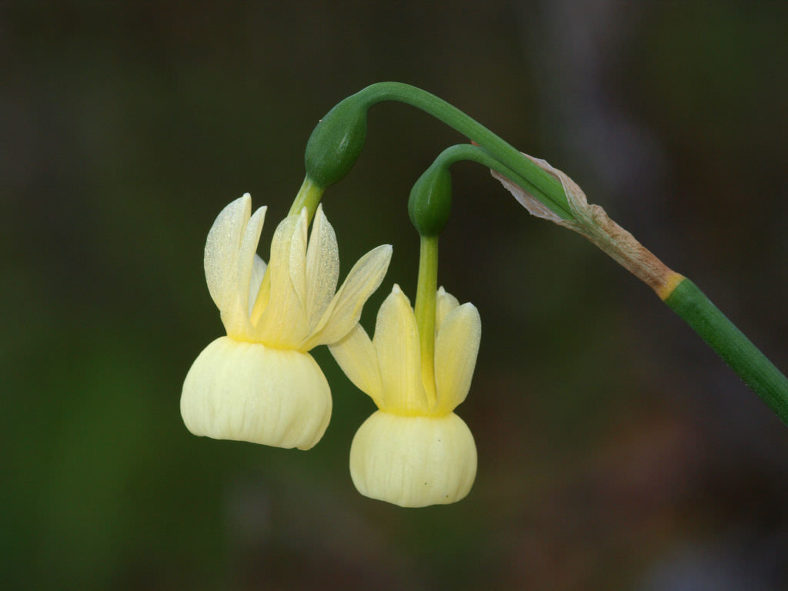 Narcissus triandrus subsp. pallidulus