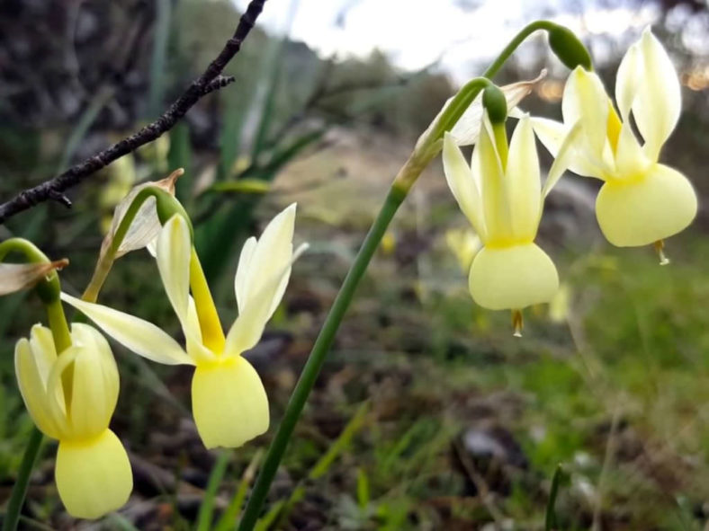 Narcissus triandrus subsp. pallidulus
