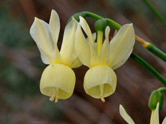 Narcissus triandrus subsp. pallidulus