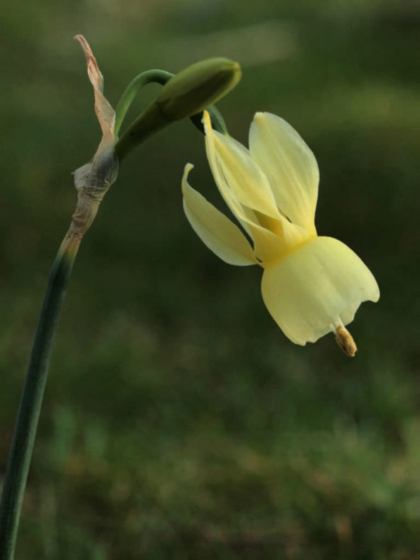 Narcissus triandrus subsp. pallidulus