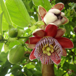 Passiflora alata (Winged-stem Passion Flower) - World of Flowering Plants