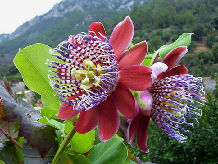 Passiflora alata (Winged-stem Passion Flower)