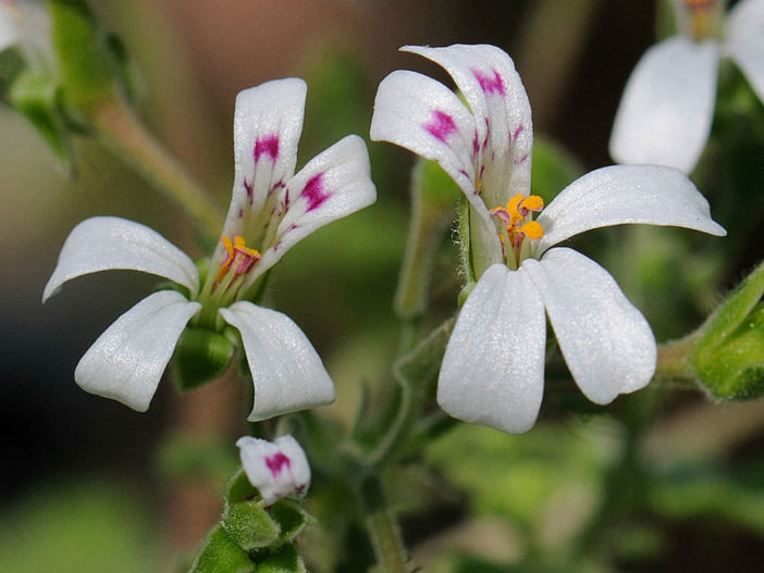 Pelargonium odoratissimum (Apple Geranium)