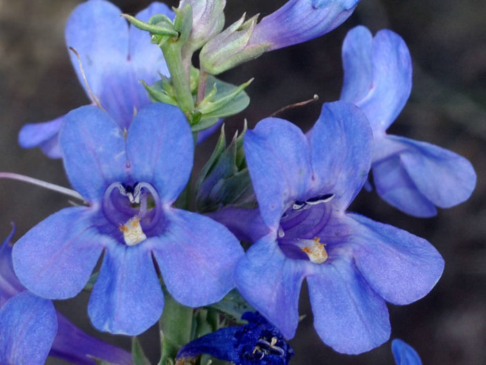 Penstemon acuminatus (Sharpleaf Penstemon)