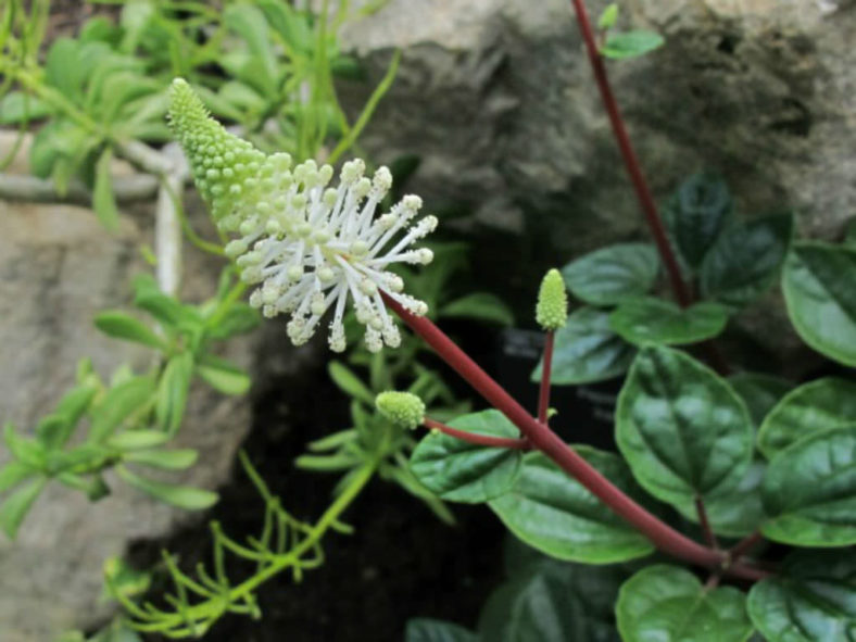 Peperomia fraseri (Flowering Peperomia) - World of Flowering Plants