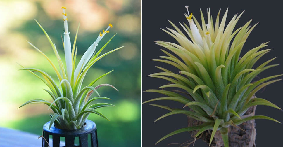 Tillandsia Ionantha Druid World Of Flowering Plants