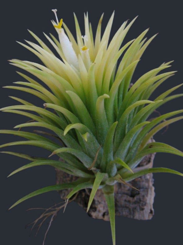 Tillandsia ionantha 'Druid'