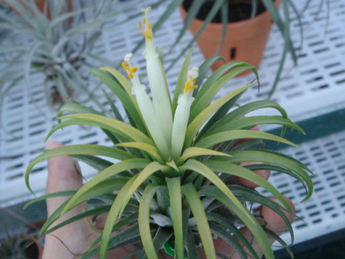 Tillandsia ionantha 'Druid'