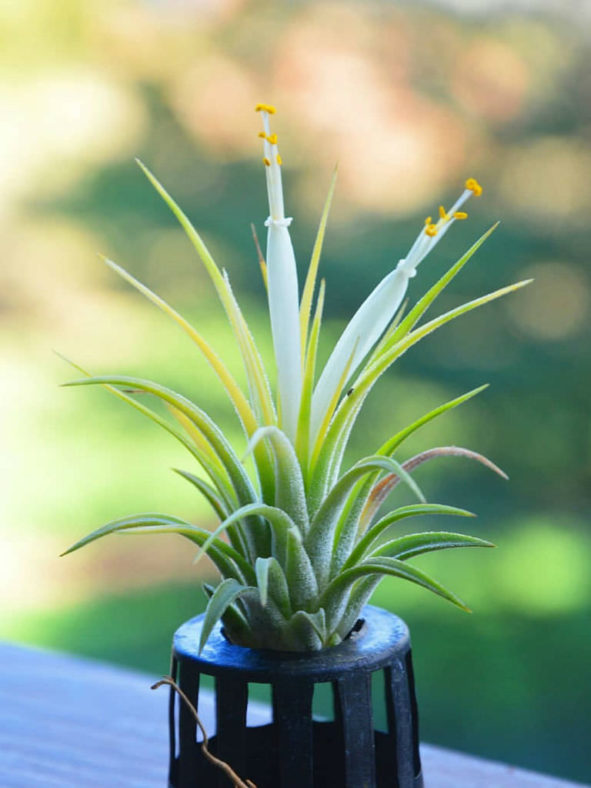 Tillandsia ionantha 'Druid'