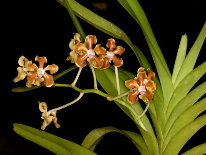 Vanda hindsii (Native Strap Orchid)