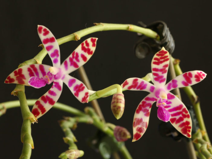 Phalaenopsis bastianii