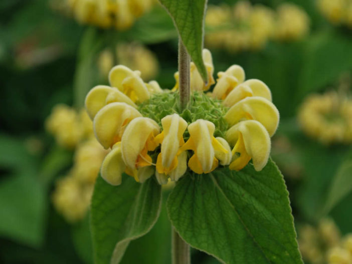 Phlomis russeliana (Turkish Sage)