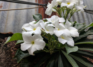Hammer Leaf Frangipani World Of Flowering Plants Hammer Leaf Frangipani World Of