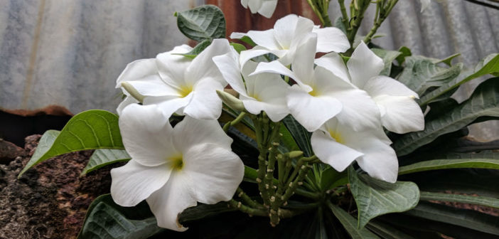 2 Feet Plumeria Pudica  Bridal Bouquet White Frangipani Flower Plant 