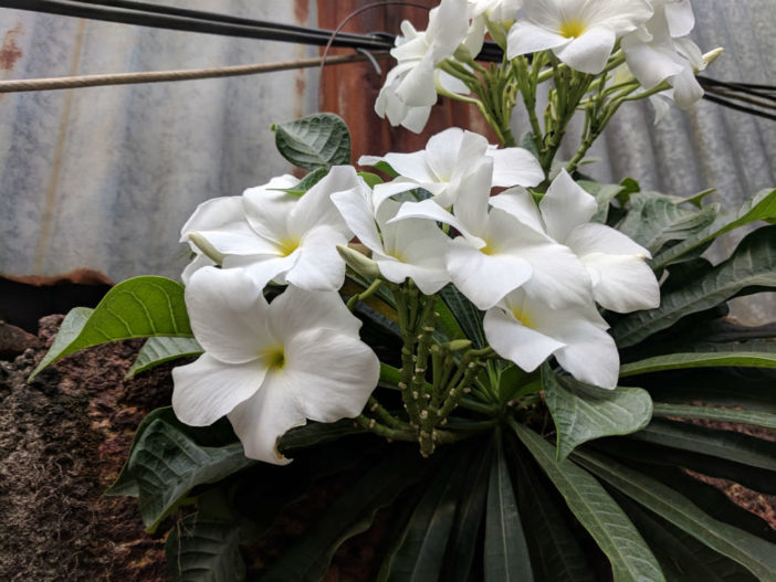 Plumeria pudica (Bridal Bouquet)