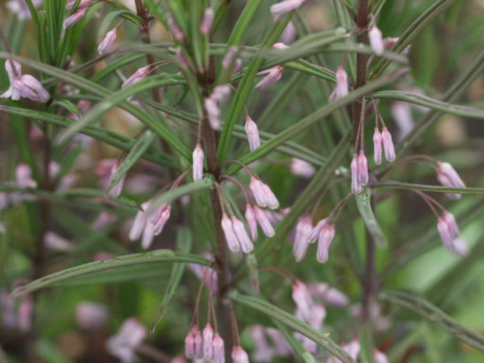 Polygonatum curvistylum (Solomon's Seal)