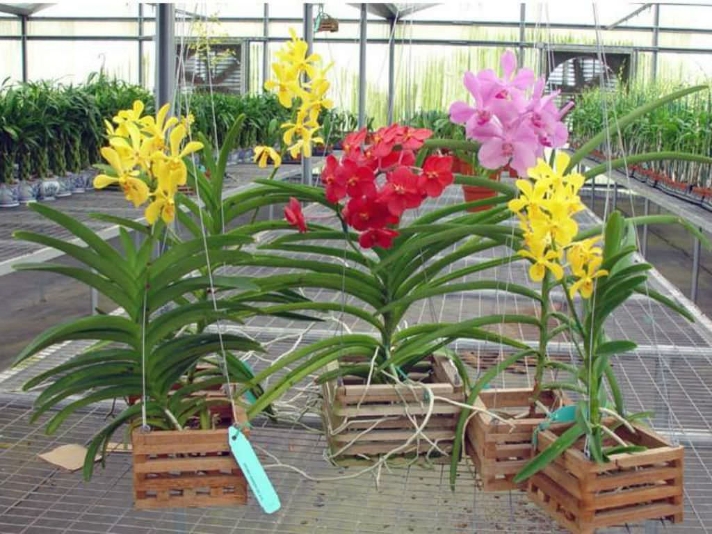 How to Grow and Care for Vanda Orchids - World of Flowering Plants