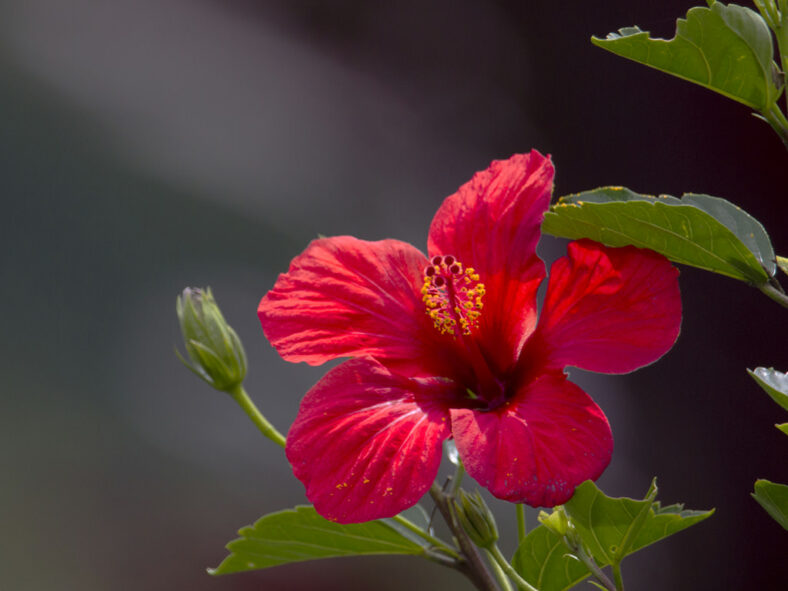 Hibiscus rosa-sinensis, commonly known as Chinese Hibiscus