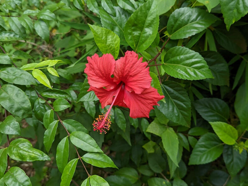 Hibiscus rosa-sinensis, commonly known as Chinese Hibiscus